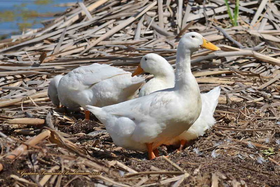 Pato pekin/Pekin Duck