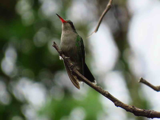 Picaflor común/Gliterring-bellied Emerald