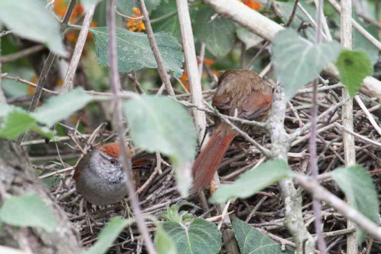 Pijuí frente gris/Sooty-fronted Spinetail