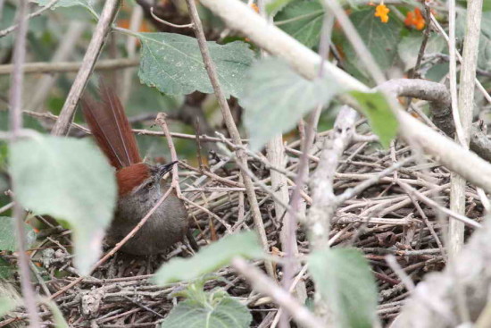 Pijuí frente gris/Sooty-fronted Spinetail