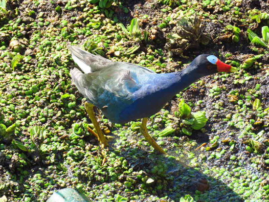 Pollona azul/Purple Gallinule