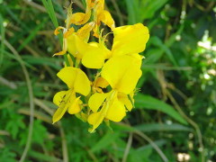 Retama/Spanish broom