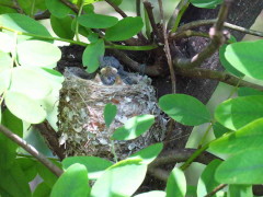 Tacuarita azul/Masked Gnatcatcher