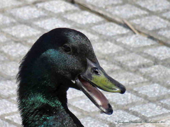 Ánade real/Mallard Duck