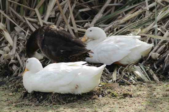 Ánade real-Pato Pekin/Mallard Duck-Pekin duck