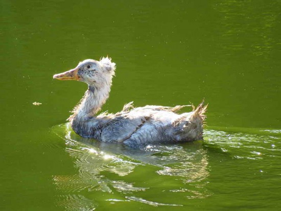 Ánade real/Mallard Duck