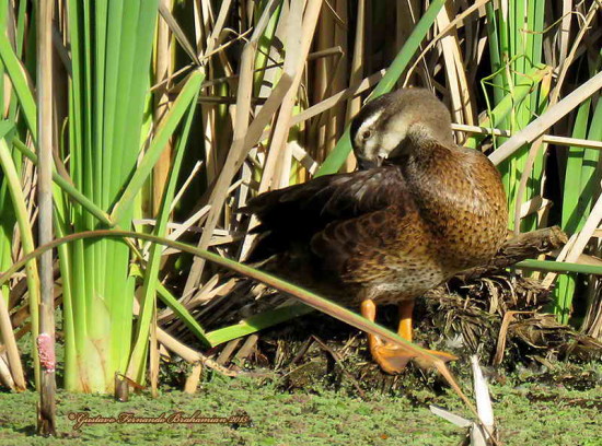 Ánade real/Mallard Duck