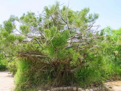 Árbol dedo/Pencil plant