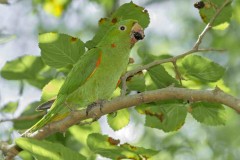 Calancate ala roja/White-eyed Parakeet