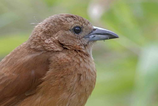 Frutero negro/White-lined Tanager