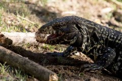 Lagarto overo/Black-and-white Tegu Lizard