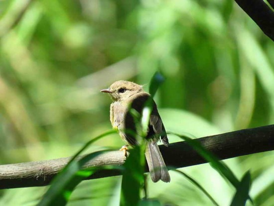 Arañero coronado chico/Golden-crowned Warbler