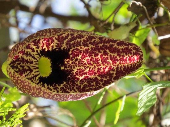 Aristoloquia/Calico flower