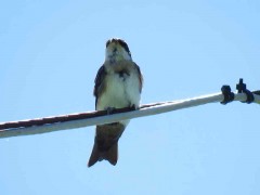 Golondrina barranquera/Blue-and-white Swallow