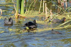 Gallareta ligas rojas-Pollona negra/Red-garted Coot-Common Gallinule