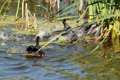 Gallareta ligas rojas-Pollona negra/Red-garted Coot-Common Gallinule
