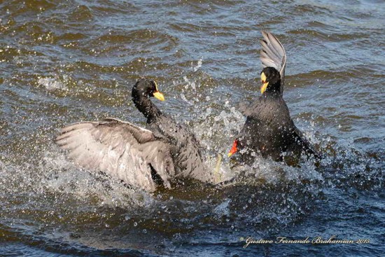 Gallareta ligas rojas-Pollona negra/Red-garted Coot-Common Gallinule