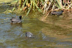 Gallareta ligas rojas-Pollona negra/Red-garted Coot-Common Gallinule