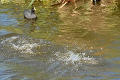 Gallareta ligas rojas-Pollona negra/Red-garted Coot-Common Gallinule