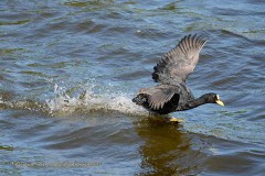 Gallareta ligas rojas-Pollona negra/Red-garted Coot-Common Gallinule