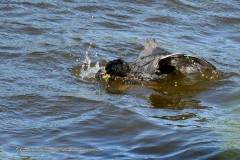 Gallareta ligas rojas-Pollona negra/Red-garted Coot-Common Gallinule