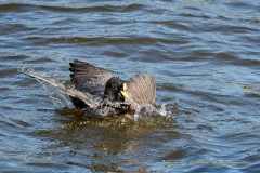 Gallareta ligas rojas-Pollona negra/Red-garted Coot-Common Gallinule