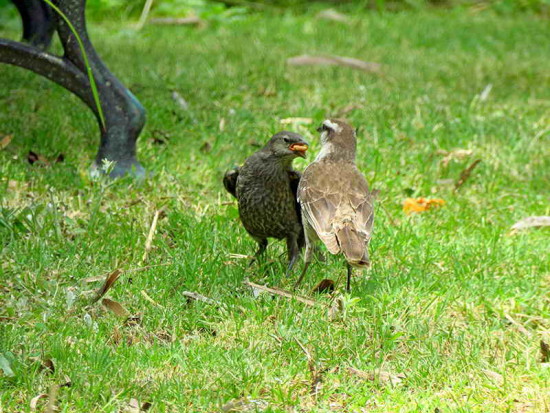 Calandria-renegrido/Mockingbird-Cowbird