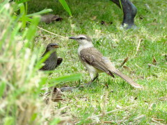 Calandria-renegrido/Mockingbird-Cowbird