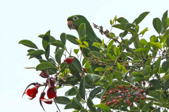 Calancate ala roja/White-eyed Parakeet