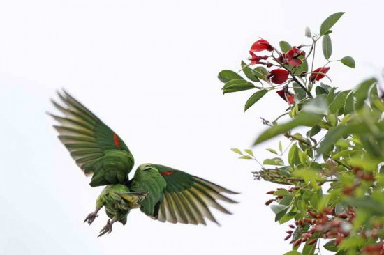 Calancate ala roja/White-eyed Parakeet