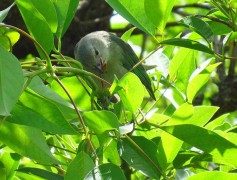 Celestino/Sayaca Tanager