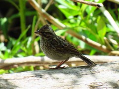 Chingolo/Rufous-collared Sparrow