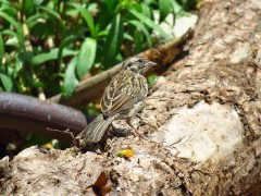 Chingolo/Rufous-collared Sparrow