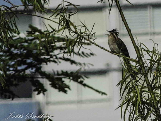 Crespín/Striped Cuckoo