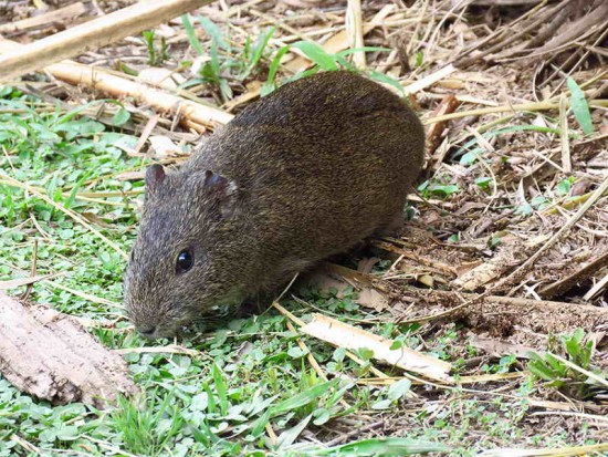 Cuis/Brazilian Guinea Pig