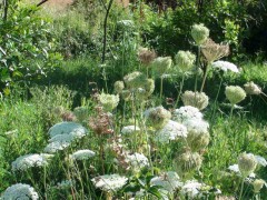 Zanahoria blanca/American wild carrot