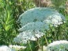 Zanahoria blanca/American wild carrot