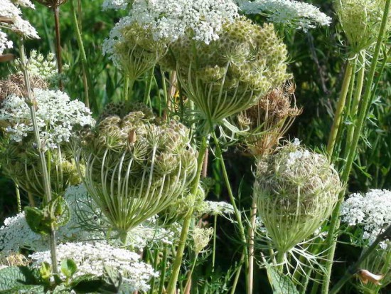 Zanahoria blanca/American wild carrot