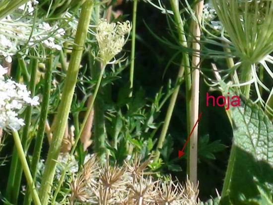 Zanahoria blanca/American wild carrot