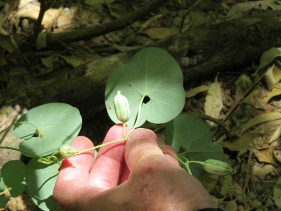 Mil hombres/Fringed Dutchman's pipe