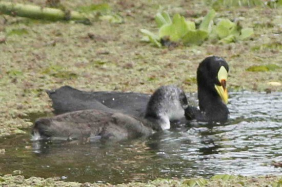 Gallareta ligas rojas/Red-gartered Coot