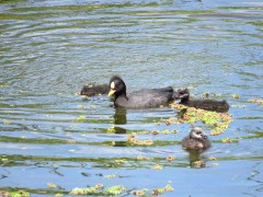 Gallareta ligas rojas/Red-gartered Coot