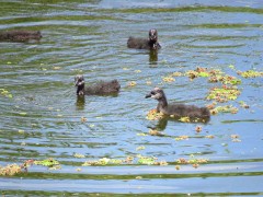 Gallareta ligas rojas/Red-gartered Coot