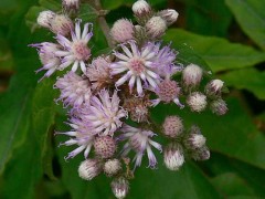 Hierba de San Simón/Vernonia scorpioides