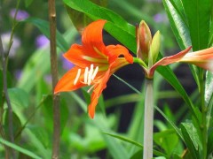 Hippeastrum