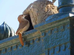 Hornero/Rufous Hornero