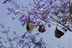 Jacarandá/Jacaranda