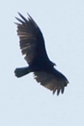 Jote cabeza colorada/Turkey Vulture