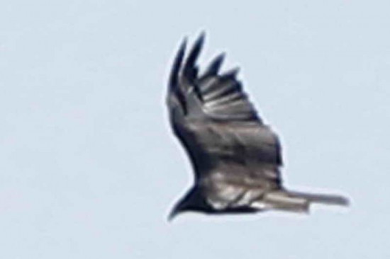 Jote cabeza colorada/Turkey Vulture