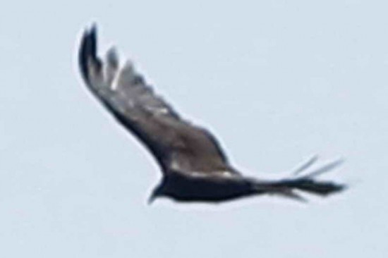 Jote cabeza colorada/Turkey Vulture